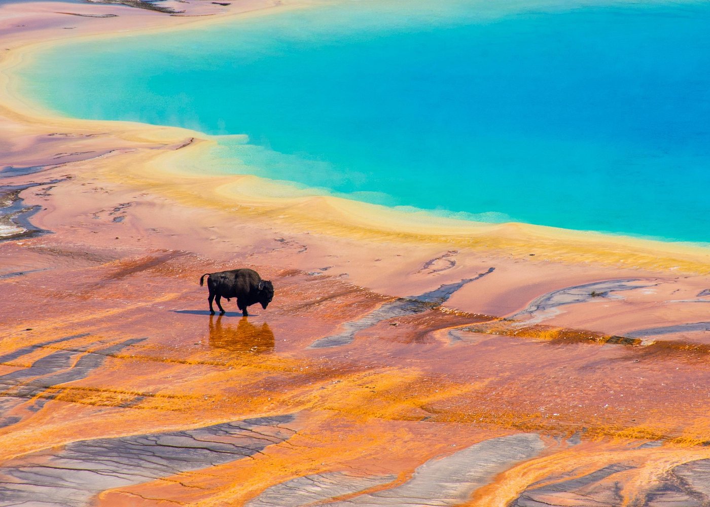 Mercedes Van VIP Tour of Yellowstone with a Wildlife Biologist